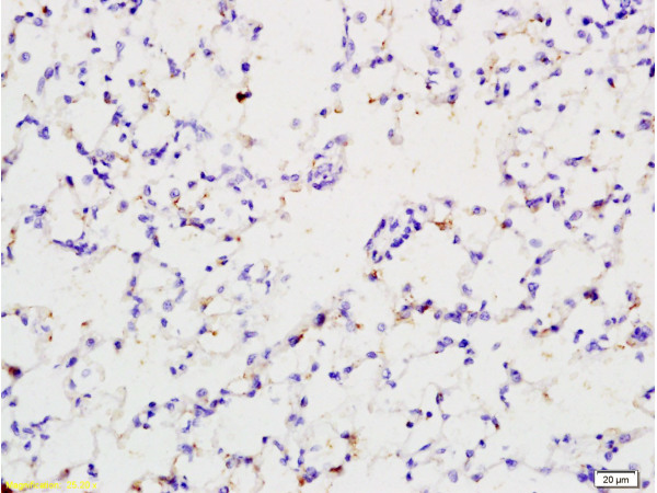 IHC-P of GRP572