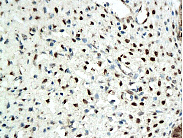 IHC-P of GRP375