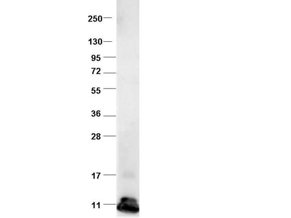 Anti-Bovine CCL2 Antibody  - Western Blot