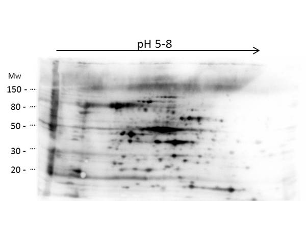 2D Western Blot of anti-E.coli High Molecular Weight Host Cell Protein antibody.