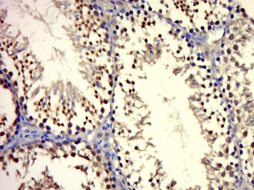 IHC-P of GRP377