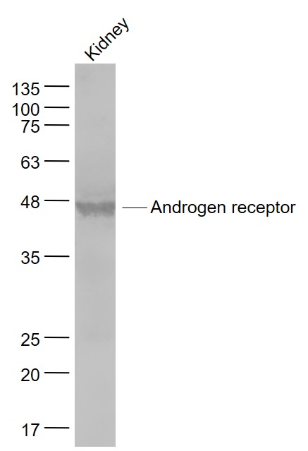 IHC-P of GRP200