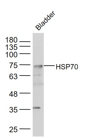 IHC-P of GRP201