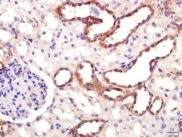 IHC-P of GRP605