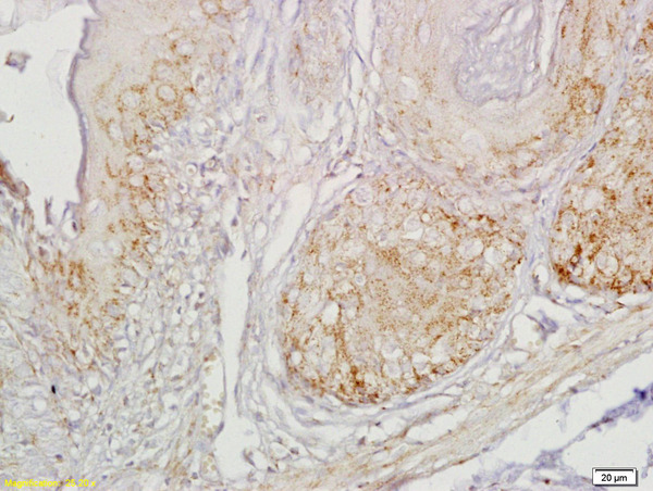 IHC-P of GRP609
