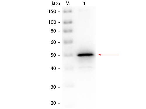 Alkaline Phosphatase (E. Coli) Antibody Biotin Conjugated - Western Blot