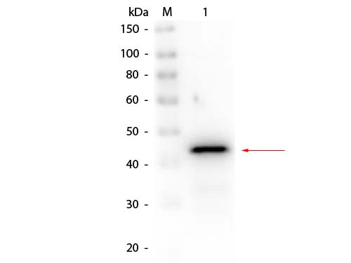 Alcohol Dehydrogenase (Yeast) Antibody Biotin Conjugated - Western Blot