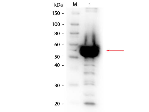 Alpha Amylase Antibody Biotin Conjugated - Western Blot