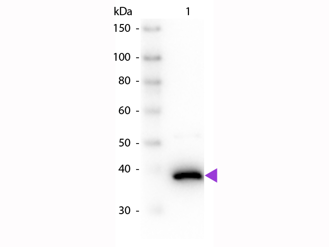 WB - D-Amino Acid Oxidase Antibody