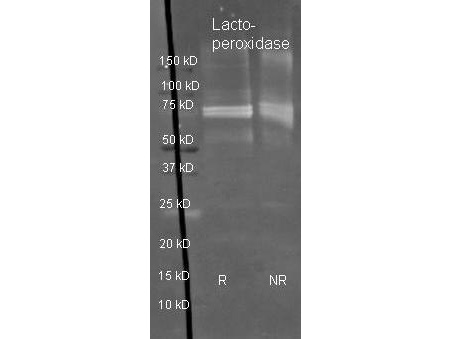 Lactoperoxidase Polyclonal Antibody-Western blot