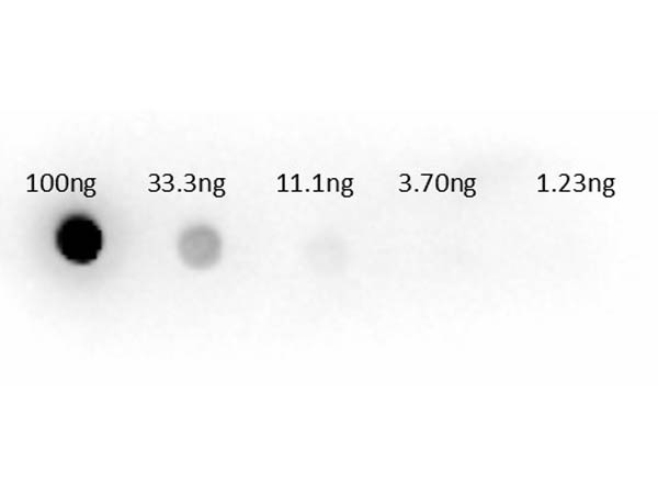 Dot Blot of Sheep anti-Aspartate Transaminase Antibody.