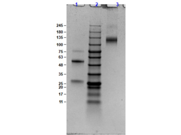 SDS PAGE Results of Goat Anti-Bovine IgG Antibody
