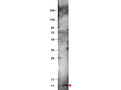 Anti-Bovine CXCL10 Antibody - Western Blot