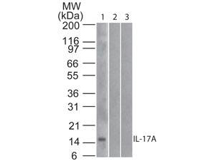 Mouse Anti-Human IL-17A Antibody Western Blot