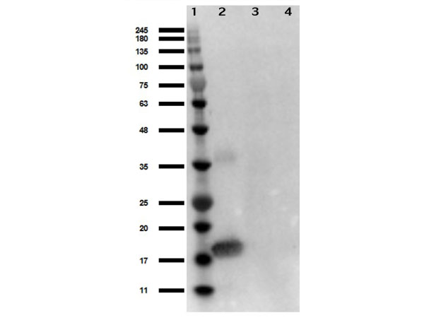 Western Blot of Rabbit Anti-Human IL-1 alpha Antibody