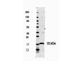 Anti-Human IL-1ß Antibody - Western Blot