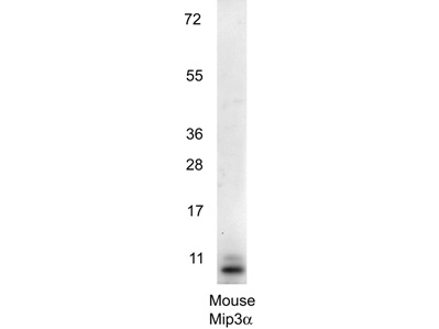 Anti-Mouse MIP3a Antibody - Western Blot