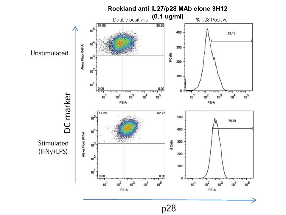  anti IL-27/p28 rat monoclonal antibody-Flow Cytometry