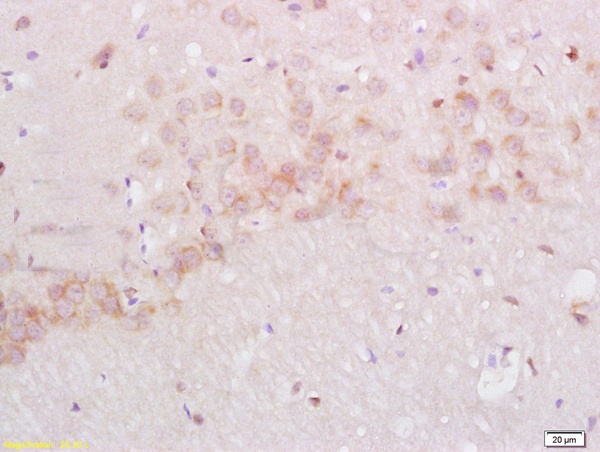 IHC-P of GRP384