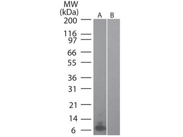 Western Blot - MIP 3α Antibody