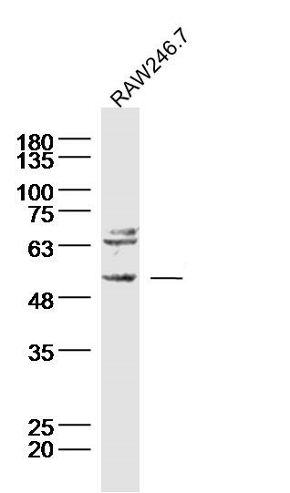 IHC-P of GRP209