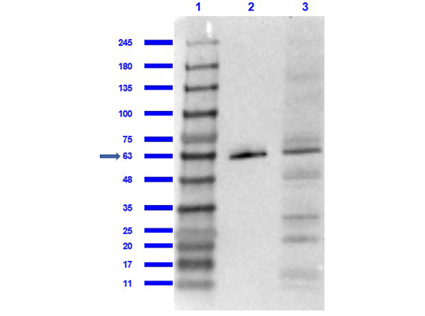 Western Blot of Rabbit Anti-PPAR gamma 1&2 Antibody