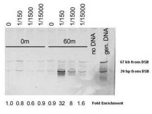 Anti-Mre11 (S. cerevisiae) Antibody - Chromatin Immunoprecipitation (ChIP)