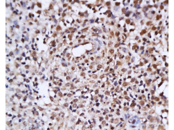 IHC-P of GRP388