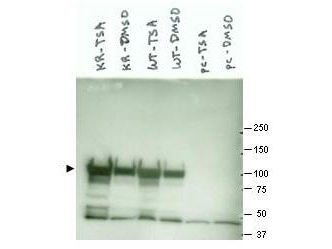 Anti-Hsp90 Antibody - Western Blot