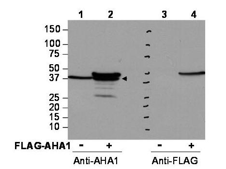 Anti-AHA1 Antibody - Western Blot