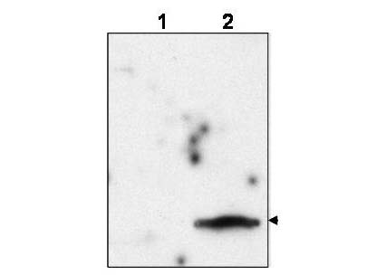 Anti-FIV Matrix Protein p15 Antibody - Western Blot
