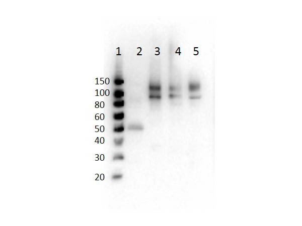 Western Blot of Rabbit Anti-Cenexin-1 pS796