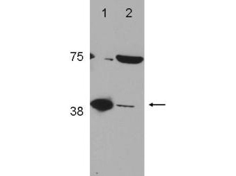 Western Blot of Rabbit Anti-POLß (DNA polymerase beta) Antibody