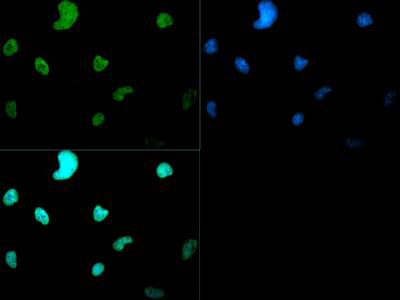 Histone H3 [Dimethyl Lys4] Immunofluorescence