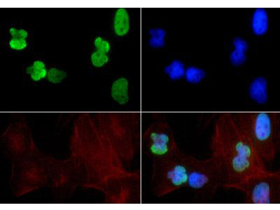 Histone H3 K9ac/K14ac Antibody ImmunoFluorescence