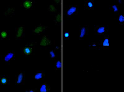 Histone H3 [Dimethyl Lys37] Immunofluorescence