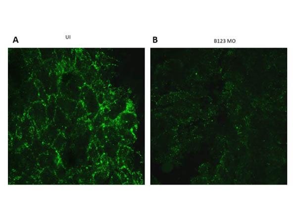 Immunofluorescence of Rabbit Anti-Ephrin B1/B3 Antibody