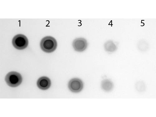 Cyanine Antibody Alkaline Phosphatase Conjugated - Dot Blot