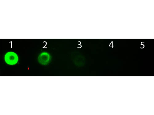 Bovine IgG Fab2 Antibody Fluorescein Conjugated - Dot Blot