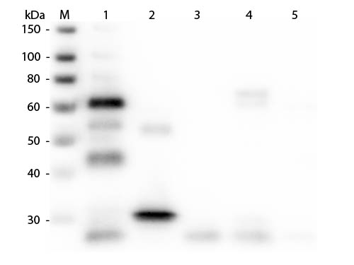 Western Blot of Anti-Chicken IgG (H&L) (GOAT) Antibody (Min X Bv Gt GP Ham Hs Hu Ms Rb Rt & Sh Serum Proteins)