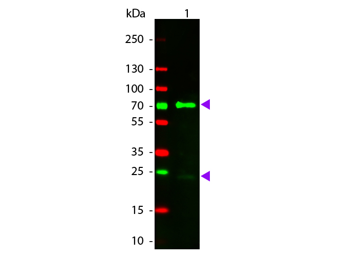 WB - Chicken IgG (H&L) Antibody Rhodamine Conjugated Pre-Adsorbed