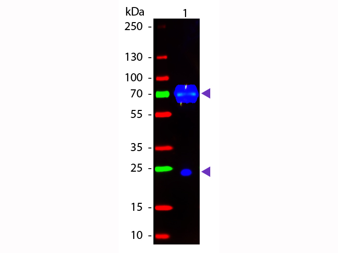 WBM - Chicken IgG (H&L) Antibody Fluorescein Conjugated Pre-Adsorbed