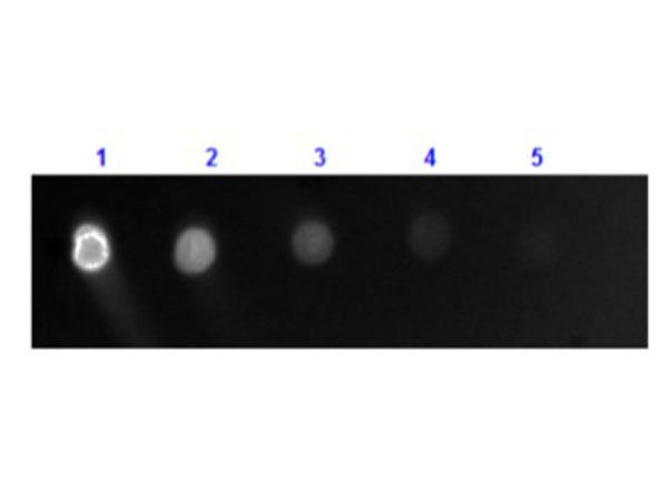 Dot Blot of Anti-Dog IgG Antibody Fluorescein Conjugate