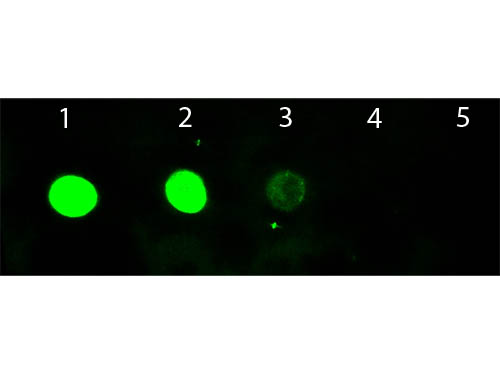 Goat IgG Antibody Fluorescein Conjugated - Dot Blot