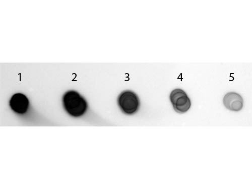 Guinea Pig IgG Antibody (Min X 10) Alkaline Phosphatase Conjugated - Dot Blot