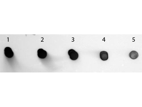 Human IgG Antibody Alkaline Phosphatase Conjugated - Dot Blot