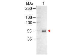 Human IgG (H&L) Antibody Alkaline Phosphatase Conjugated Western Blot