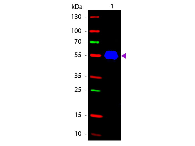 WB - Mouse IgG2a (Gamma 2a chain) Antibody Fluorescein Conjugated