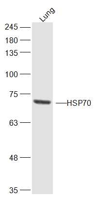 IHC-P of GRP225