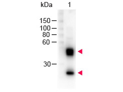 MOUSE IgG (H&L) Antibody Peroxidase Conjugated